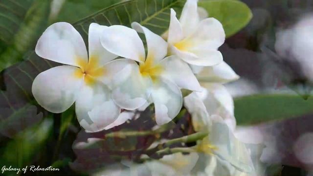 Beautiful Flowers | Best of the Most Relaxing Piano Music in the Universe смотреть онлайн