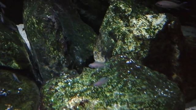 Princess of Burundi Neolamprologus brichardi colony 2 смотреть онлайн