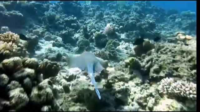 Опасное море Египта смотреть онлайн