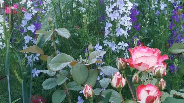 Розы и дельфиниумы. Дельфиниум полевой-неприхотливая роскощь цветения. смотреть онлайн