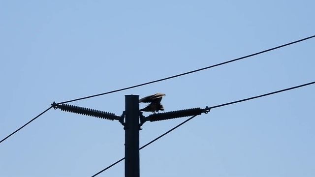 Red-tailed hawk breeding season continues; California 92563 смотреть онлайн