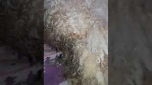 ПУдель  рожает