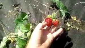 Земляника (клубника), сорт Зефир.