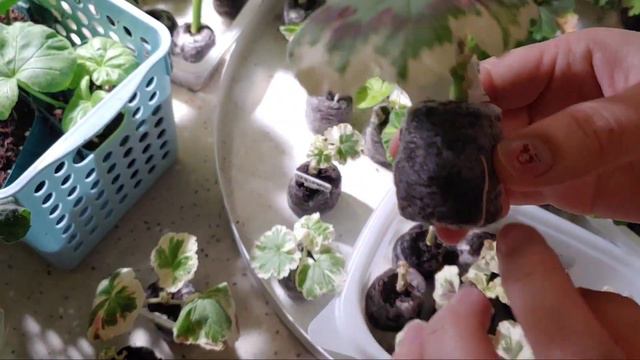 팬시리프 삽목결과는?ㅣResult for citting Fancy leaf geraniums смотреть онлайн