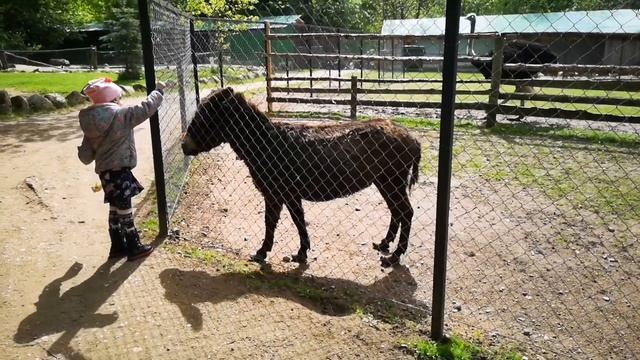 Контактный зоопарк в Пушкинских горах (экопарк Зооград) смотреть онлайн