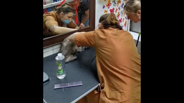 Подготовка к выставке Сибирского кота Дункана смотреть онлайн
