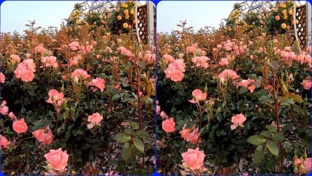 3D video, Rose flower, Stereo 3D video, Stereogram, Magic eye, 3D SBS смотреть онлайн