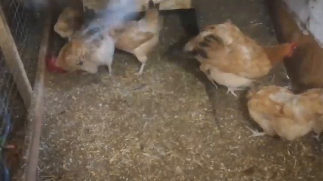 Царскосельские куры. Яйценоскость в ноябре. смотреть онлайн