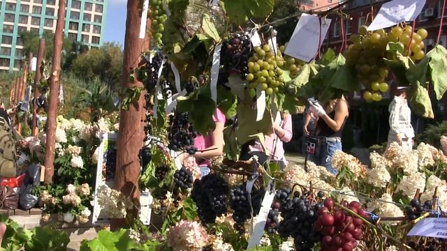 5-я клубная выставка винограда в Аптекарском огороде МГУ 7 сентября 2019 г. Мой виноград ч. 3 смотреть онлайн