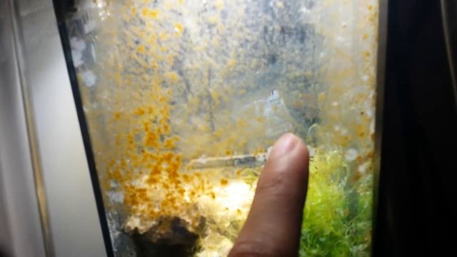 10 Gallon Reef Tank Equipments смотреть онлайн