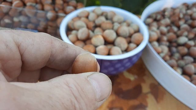 Фундук . Сорта саженцев на осень 2023 г. смотреть онлайн