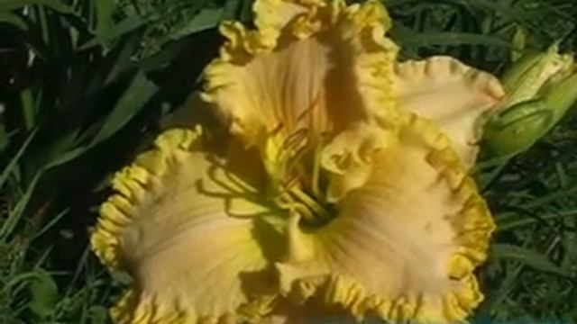 лилейник daylily KING'S GOLDEN CROWN.mpg смотреть онлайн