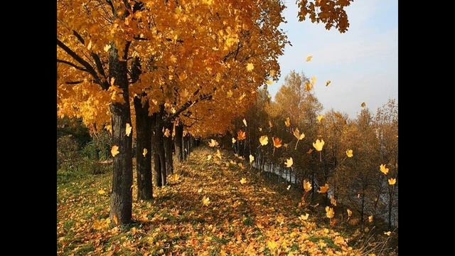 Листопад, листопад листья жёлтые кружат смотреть онлайн