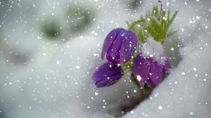 Футаж. Цветы на снегу 33  Footage. Flowers in the snow 33