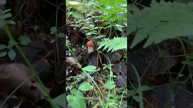 #подосиновики#грибы#Карелия#лето#август#природа#лес#грибыкарелии#тихаяохота#mushrooms#cool смотреть онлайн