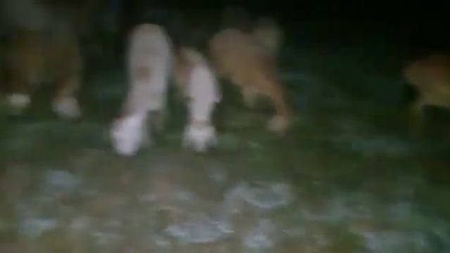 #гуспанд#чаро#рафтак#тамошо#кунет#касобхоиекатеринбург