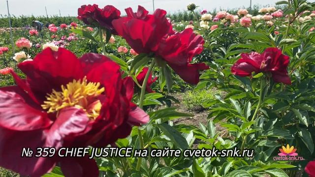 Новинки нашего питомника - пионы PINK LUAU, HEATHER и CHIEF JUSTICE / Сад Ворошиловой смотреть онлайн