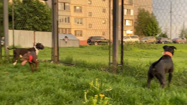 Знаменитые питбули от Агопа “Питбули Dragon Life” и Саши “Питбули Black Mamba”. С ними Фред и Бэкки