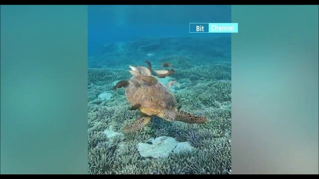 Подборка уникальных видео приколов. Смотреть на ночь. Ржач по полной 100% смотреть онлайн