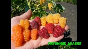 Малины - море. Высокие урожаи малины, сорта, агротехника. Питомник Долбня.