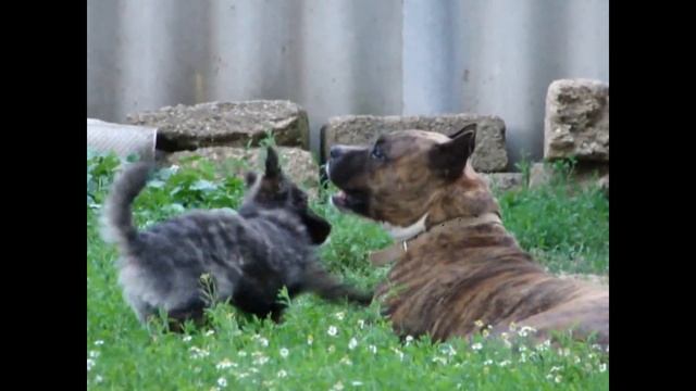 Собака. Собака умница, красавица, сторожевая, дружелюбные собаки. смотреть онлайн