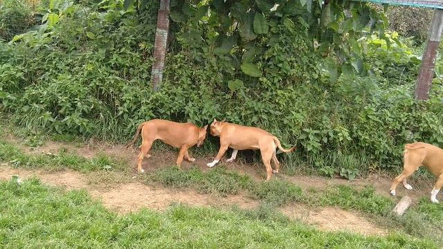 Щенки амстаффа в Стайл Смайл смотреть онлайн