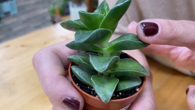 Крассула Спрингтайм - весенний денежный сад | Обзор сорта крассулы смотреть онлайн