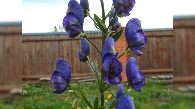 Аконит – посадка и уход, использование в ландшафтном дизайне смотреть онлайн