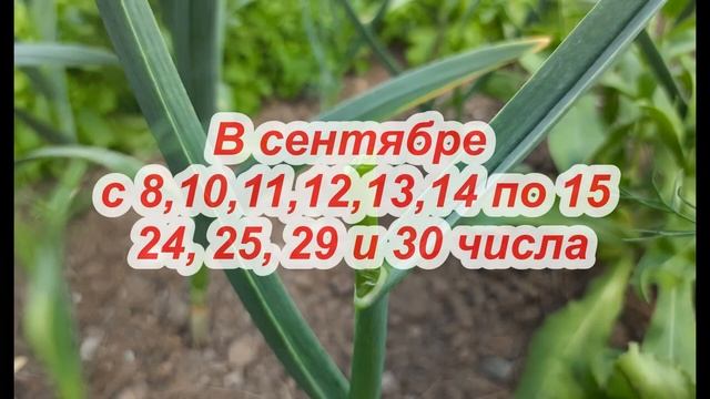 САМЫЕ БЛАГОПРИЯТНЫЕ ДНИ ДЛЯ ПОСАДКИ ОЗИМОГО ЧЕСНОКА!!! Всегда огромный урожай!!! Лунный календарь!! смотреть онлайн