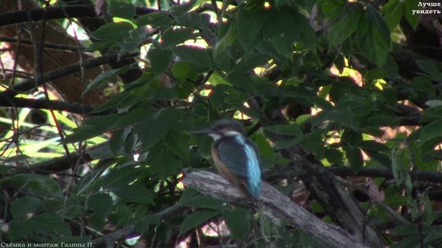Зимородок ловит рыбу || Common Kingfisher
