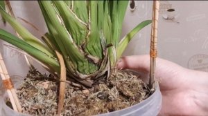 Орхидея Цимбидиум. Уход. Реакция бульбы на полив.