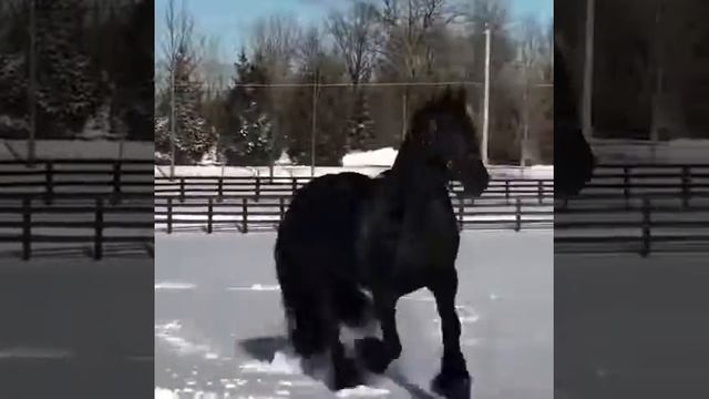 Самый красивый лошадь в мире смотреть онлайн
