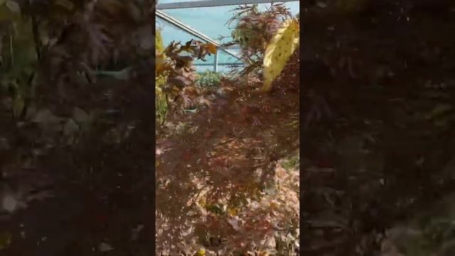 Клёны японские, осенняя палитра в питомнике! смотреть онлайн