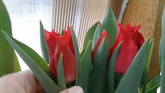 В каком грунте самые лучшие тюльпаны. Результаты эксперимента по выгонке тюльпанов для любителей. смотреть онлайн