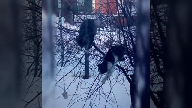 Коты дерутся за сало.котэ.кошачий бой 2019к ,лучшие приколы смотреть до конца, ржака,котики приколы смотреть онлайн