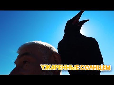 Ужаренные Солнцем. смотреть онлайн