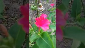 Ночная фиалка - прекрасный цветок! The night violet is a beautiful flower!