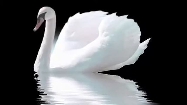 ТОП 10 самых КРАСИВЫХ ЖИВОТНЫХ мира! смотреть онлайн