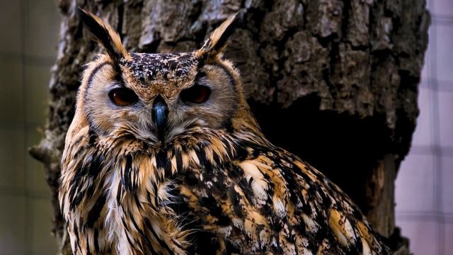 ИСТОРИЯ GUERLAIN