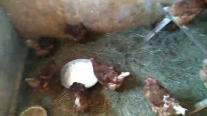 Содержание кур несушек зимой.