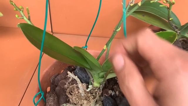 Miraculously only 1 fruit makes the whole orchid garden explode