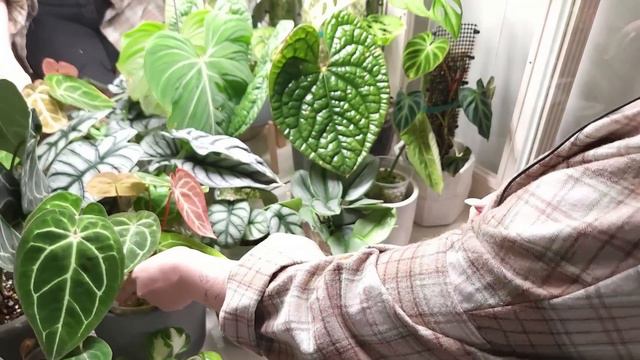 В ГОСТЯХ у Ксении | обзор РАСТЕНИЙ в уютной ПЕТЕРБУРГСКОЙ квартире смотреть онлайн