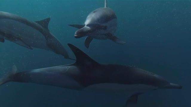 Акулы, Дельфины, Киты, Касатки, Sharks, Dolphins, Whales, Killer Whales