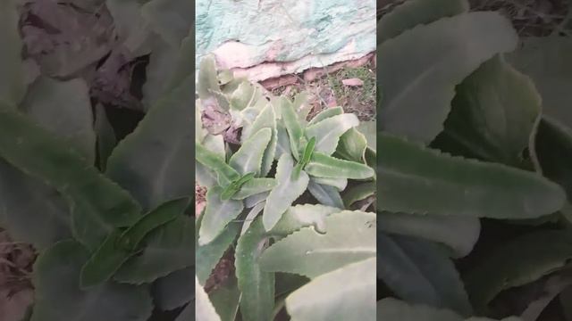 #bryophyllum plant #vegetative reproduction by leafs #bichasial cyme inflorescence смотреть онлайн