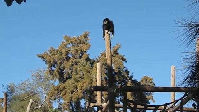 Крикун смотреть онлайн