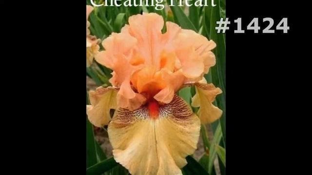 #1424. Ирисы - очень яркие цветы смотреть онлайн