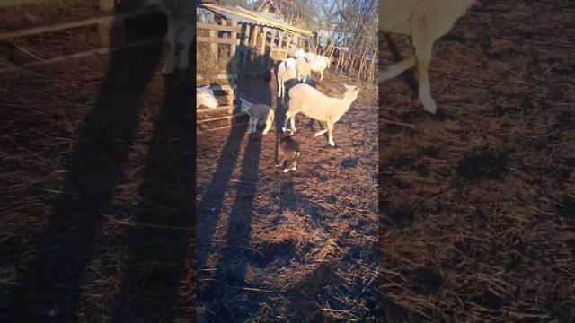 порода овец Тексель Рязань . смотреть онлайн