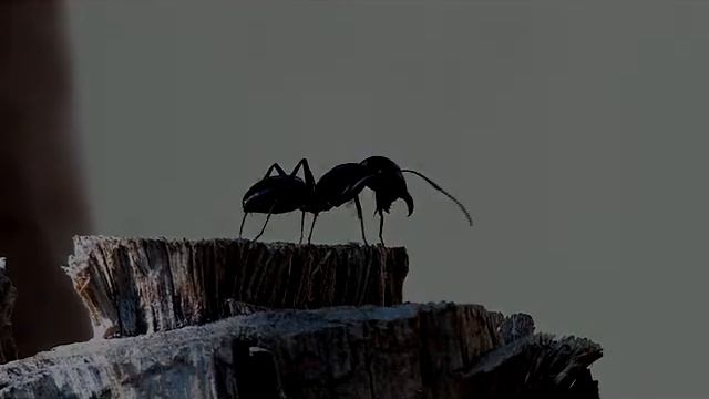 Sony HDR XR-100 Test The Ant Story смотреть онлайн