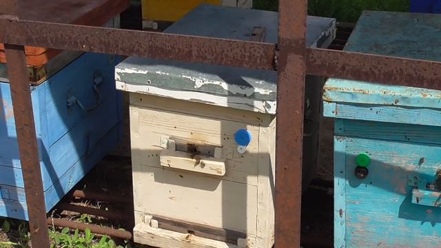 Начало сезона 2021 / в гостях у А П Шаповалова / Пчеловодство. часть 1 смотреть онлайн