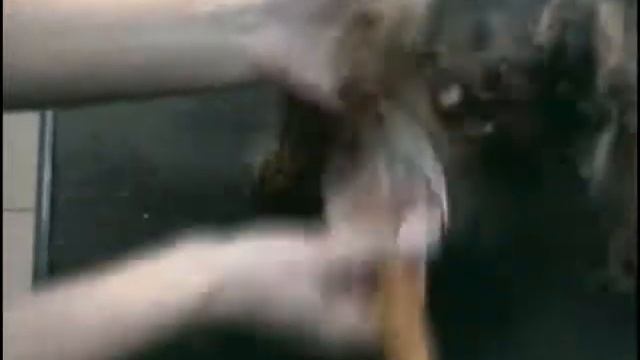 Groomingdogs - стрижка йоркширского терьера смотреть онлайн